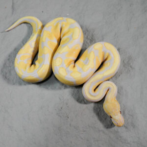 Candy 100% Het Clown