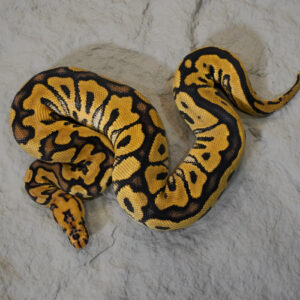 Spotnose Red Stripe Clown