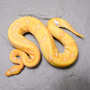 OD Enchi Leopard Lavender (HI)