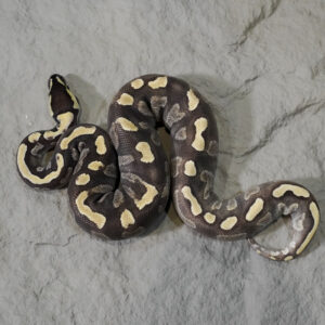 GHI Mojave 100% Het Clown
