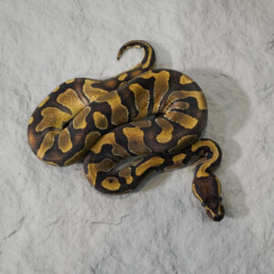 Cinnamon Enchi 66% DH Sunset Desert Ghost
