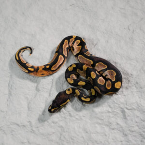 Calico 100% DH Ultramel Pied 66% Het Hypo