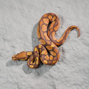 Calico Ultramel 100% Het Pied 66% Het Hypo