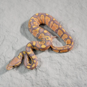 Ultramel Hypo 100% Het Pied