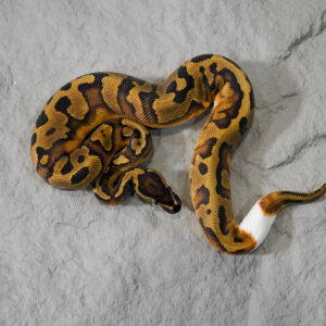 Enchi Panther Pied
