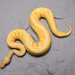 Leopard Enchi Lavender Poss OD (HI)