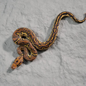 Black Head Red Gene Phantom OD Disco Clown 100% Het Hypo (HI)
