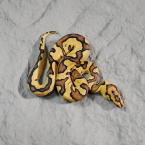 OD Enchi Disco / Fire Clown 100% Het Hypo Poss Phantom (HI)