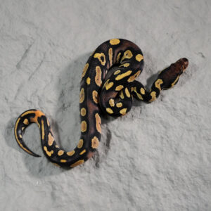 Black Head Red Gene Disco / Fire 100% DH Hypo Clown