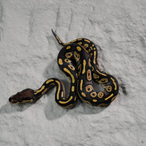 Black Head Red Gene Disco / Fire 100% DH Hypo Clown