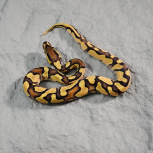 OD Enchi Disco / Fire 100% DH Hypo Clown (HI)
