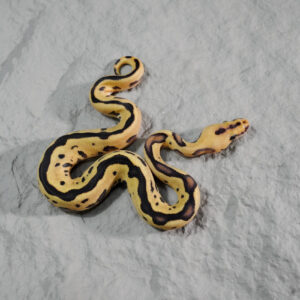 Black Head Red Gene Disco OD Leopard Clown 50% Het Pied (HI) Poss YB