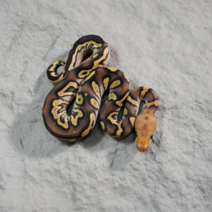 Phantom Disco OD Clown 50% Het Pied Poss YB (HI)