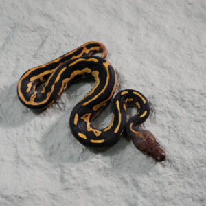 Black Head Red Gene Leopard Phantom OD Disco 100% Het Clown 50% Het Pied (HI) Poss YB