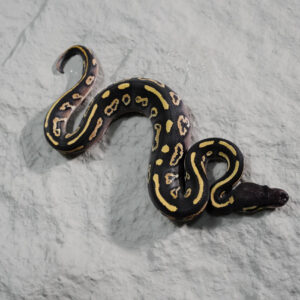Black Head Phantom Disco YB 100% Het Clown 50% Het Pied