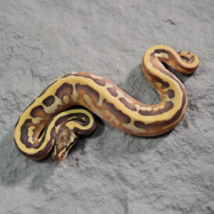 Black Head Red Gene Disco OD YB Leopard 100% Het Clown 50% Het Pied (HI)