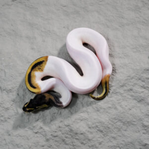 Pied 100% Het VPI Axanthic