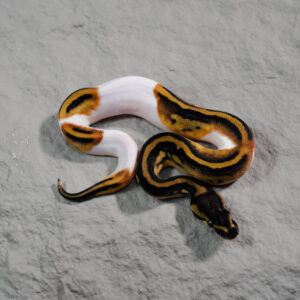 Pied 100% Het VPI Axanthic