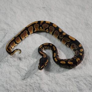 Normal 100% DH Candy Pied
