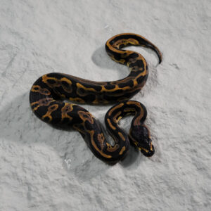 Leopard 100% DH Candy Pied