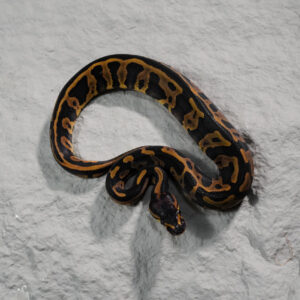 Leopard 100% DH Candy Pied