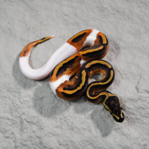 Leopard Pied 100% Het Candy