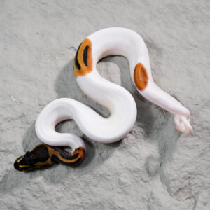 Leopard Pied 100% Het Candy (Kink)