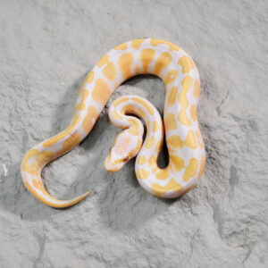Candy 100% Het Pied