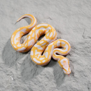 Leopard Candy 100% Het Pied
