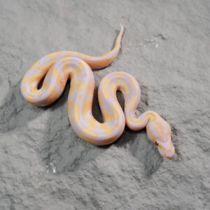 Candy / Candino 100% Het Pied