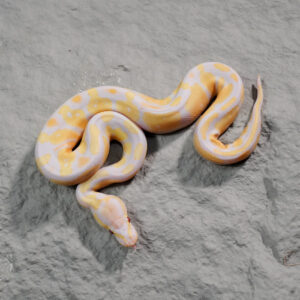 Candy / Candino 100% Het Pied
