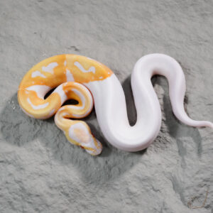 Candy / Candino Pied