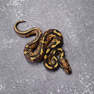 Black Head Sable Phantom Disco / Fire 100% Het Clown Poss Enchi