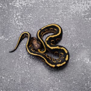 Black Head Sable Phantom Disco / Fire 100% Het Clown