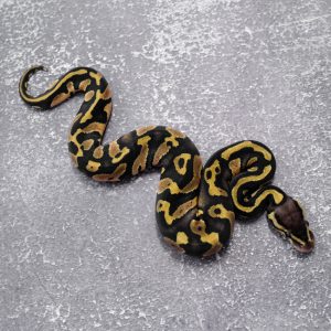 Chocolate Pastel 100% TPH Desert Ghost Hypo Pied