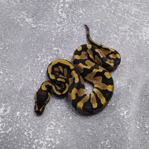 Chocolate Enchi 100% TPH Desert Ghost Hypo Pied
