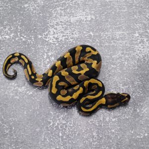 Chocolate Enchi 100% TPH Desert Ghost Hypo Pied