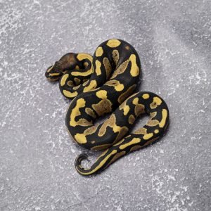 Chocolate Desert Ghost 100% DH Hypo Pied