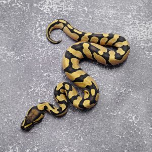 Chocolate Enchi Desert Ghost  100% DH Hypo Pied