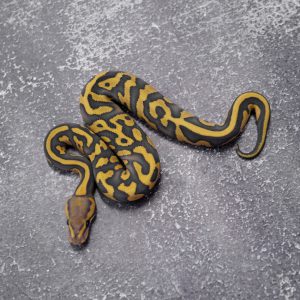 Chocolate  Hypo Desert Ghost 100% Het Pied