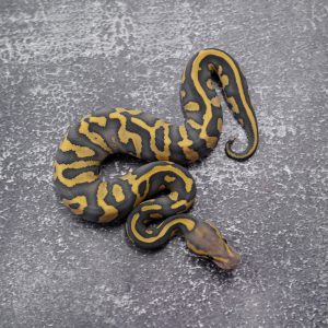 Chocolate  Enchi  Hypo Desert Ghost 100% Het Pied