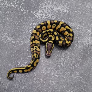 Pastel YB 100% DH Cryptic Desert Ghost Poss Black Head (Kink)