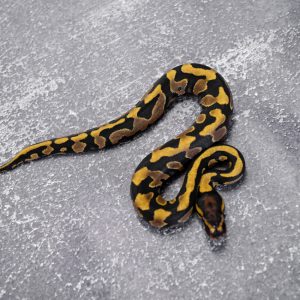 YB Harlequin 100% DH Cryptic Desert Ghost