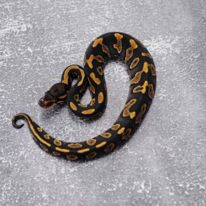 Black Head YB 100% DH Cryptic Desert Ghost  Poss Harlequin
