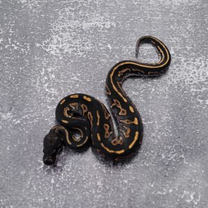 Black Head YB Black Pastel / Harlequin 100% DH Cryptic Desert Ghost