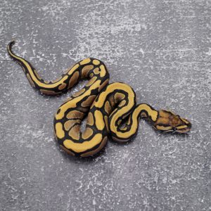 Red Stripe Desert Ghost