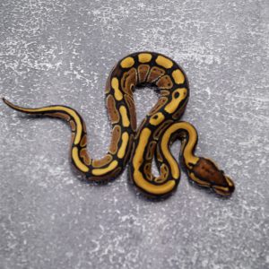 Red Stripe 66% Het Desert Ghost Poss Special
