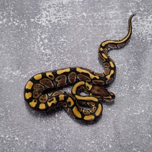 Red Stripe Special 66% Het Desert Ghost