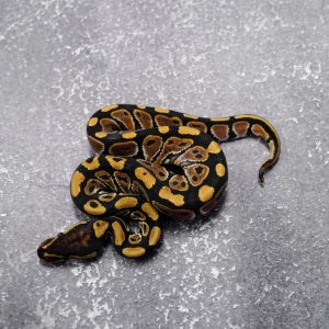 Special 66% Het Desert Ghost