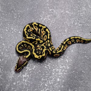 Cypress Pastel Asphalt / YB